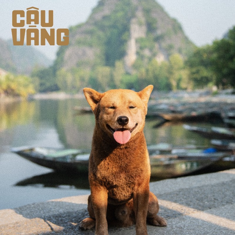 Hình Ảnh Mới Nhất Về Chú Chó Vào Vai “Cậu Vàng” | Báo Điện Tử An Ninh Thủ Đô