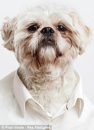 Chú Chó Dễ Thương Mặc Áo Sơ Mi Đỏ Hình ảnh Sẵn có  Tải xuống Hình ảnh Ngay  bây giờ  Chó Áo nỉ Áo len  iStock