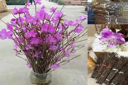 Những loại hoa cực đẹp nhưng cũng cực độc trong dịp Tết | Báo điện ...