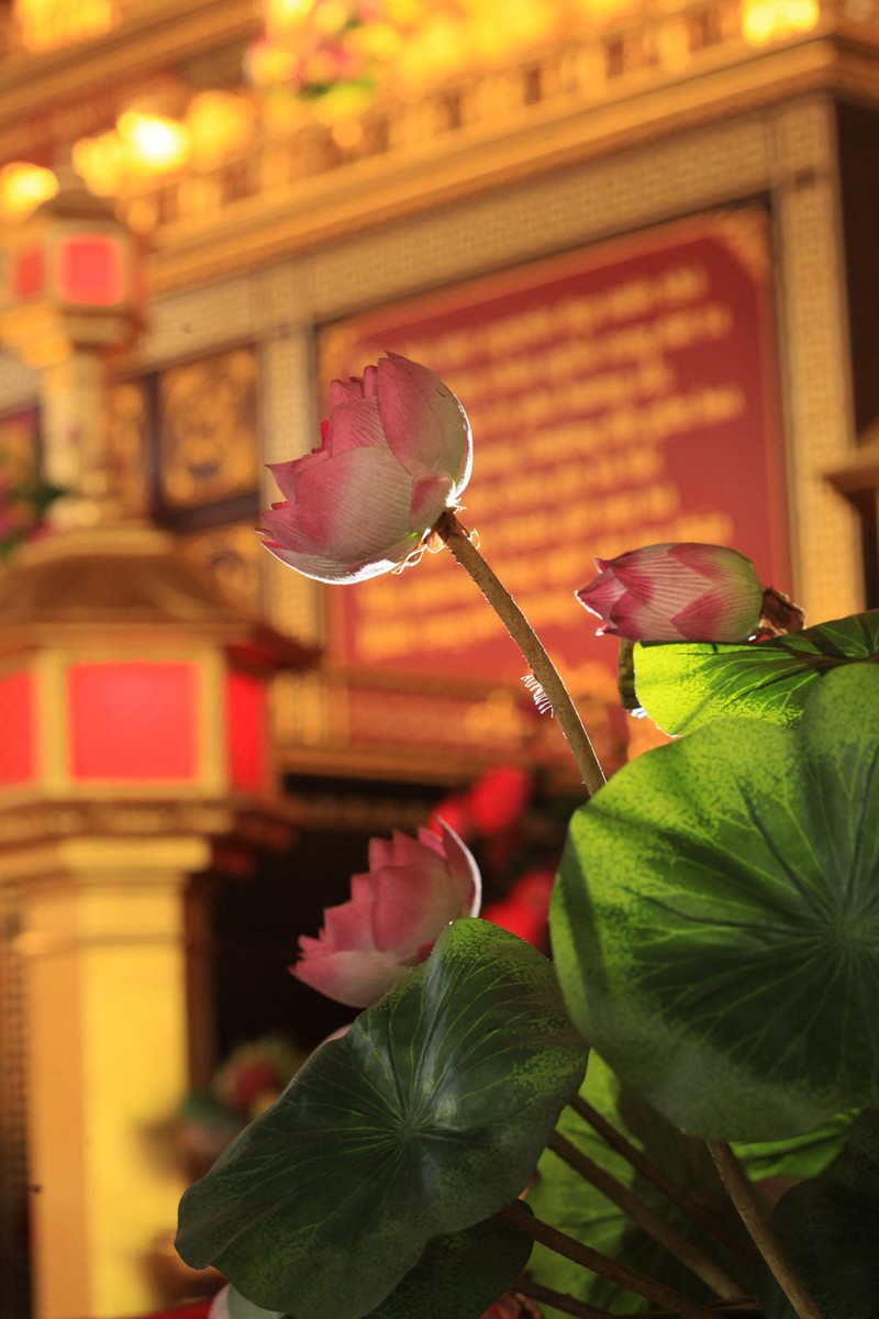 Hoa Sala, ý nghĩa, ảnh đẹp: Với những gam màu tươi sáng, hình ảnh những bông hoa Sala mang đến cho chúng ta không chỉ là vẻ đẹp tinh tế mà còn là những ý nghĩa sâu sắc xoay quanh tình yêu và tình bạn. Cùng khám phá những bức ảnh hoa tuyệt đẹp này ngay hôm nay!